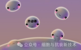 間充質(zhì)干細(xì)胞外泌體在醫(yī)美領(lǐng)域的應(yīng)用