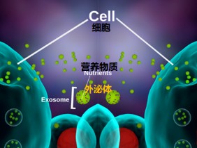 間充質(zhì)干細(xì)胞外泌體在醫(yī)美領(lǐng)域的應(yīng)用
